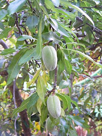 Almonds