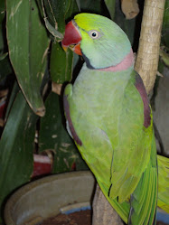 "Mittoo",India's best talking parakeet at 17 years of age in 2009