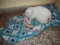 "Queen Matahari" with her 6 kittens delivered on Sunday(29-3-2009)