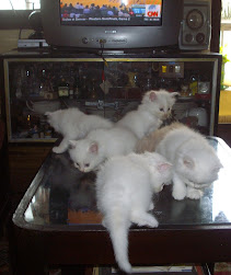 "6 kittens of "Matahari",sold 5 to male stud owner and recovered "Matahari's ransom purchase price"