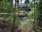 Palatial Coconut Farm estate in Barkur village