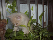 Kitten "Matata" in the "Money-plant pot".