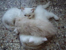 "Kittens cuddling"