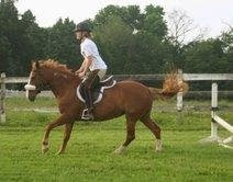 Annie Pie Pony the BLM Mustang! (New mommy - Krista)