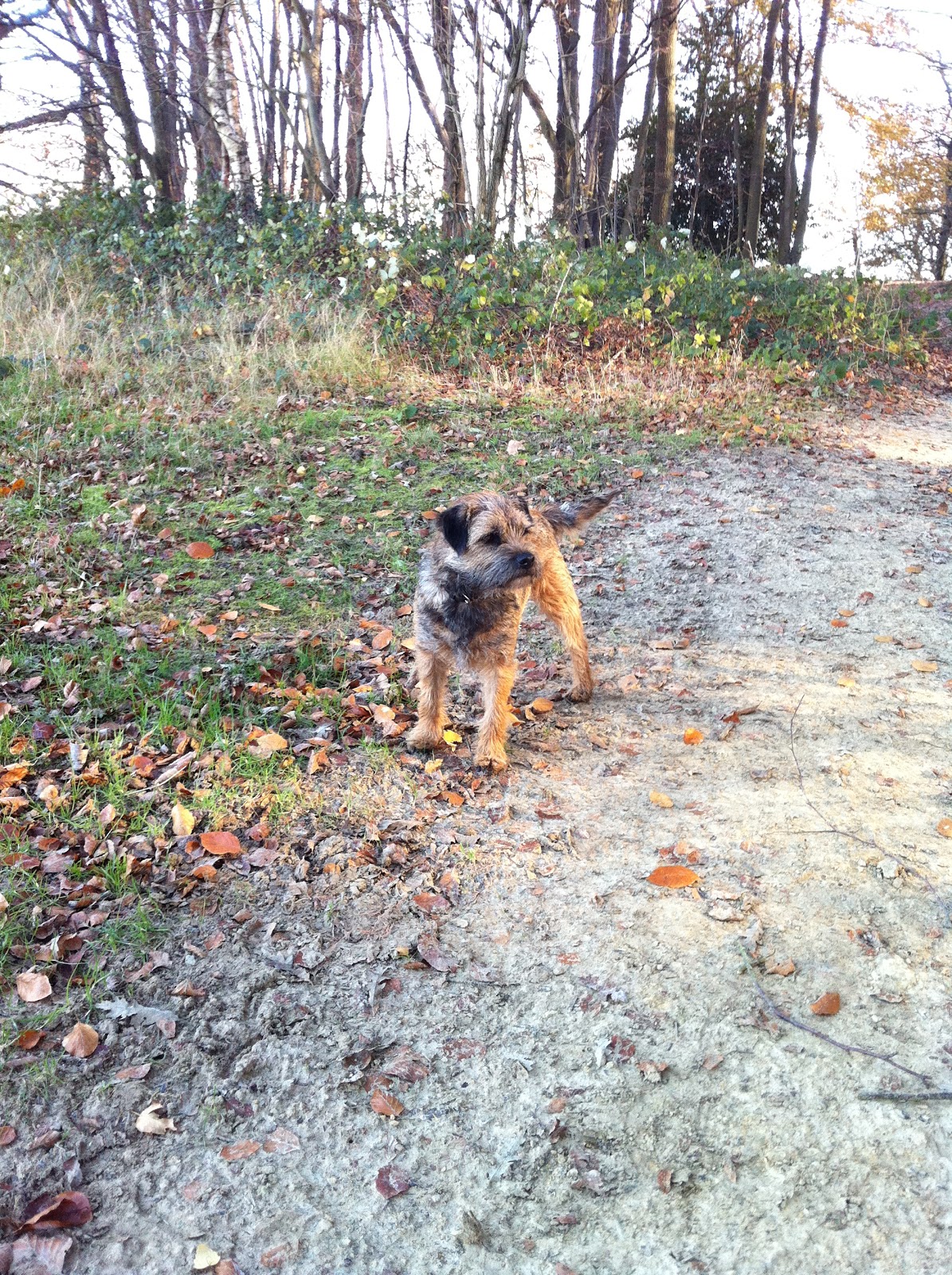 Marley & Lola's Border Terrier Life: I been to see England
