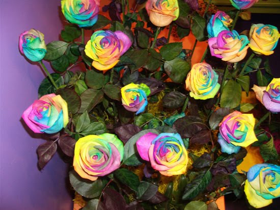 [Rainbow-roses6.jpg]