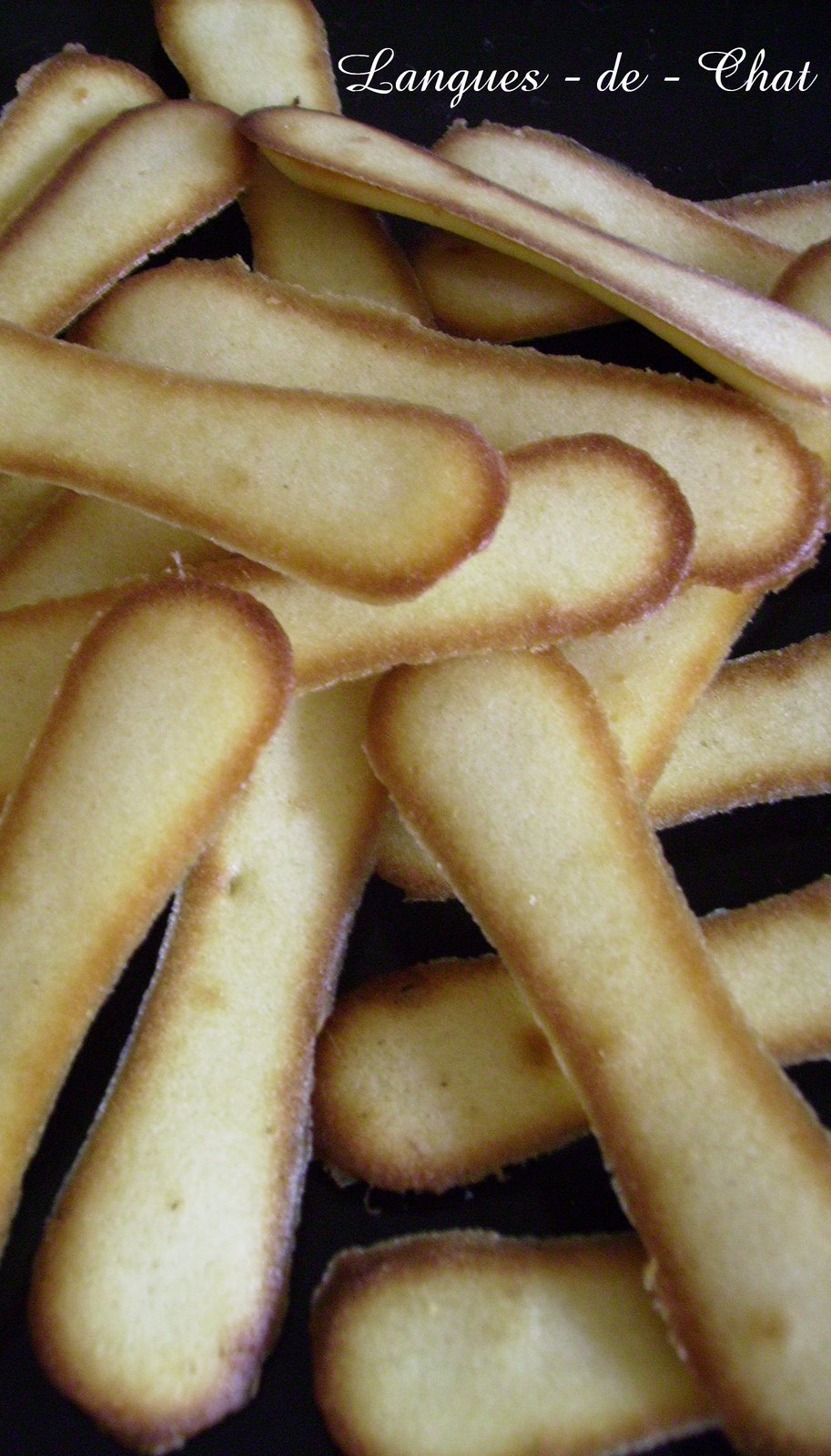 [Langues-+de-+Chat_004.JPG]