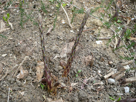 Ecomondo Asparago Selvatico Asparagina