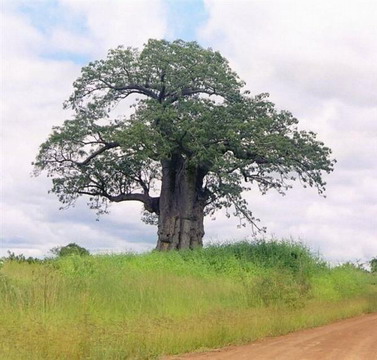 [MOCAMBIQUE+-+embondeiro+2_resize.jpg]