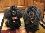 The Pampered Poodles