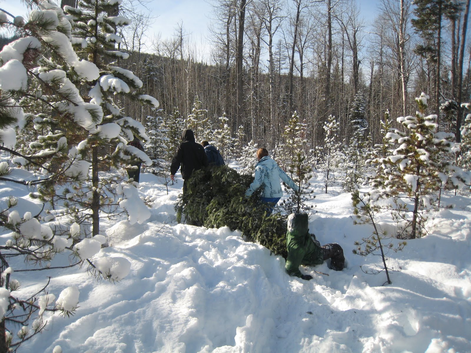 Mountain Prairie Farm The Great Christmas Tree Hunt