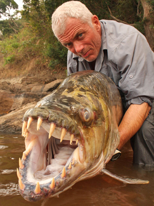 Tiger fish with teeth caught by Jeremy Wade.
