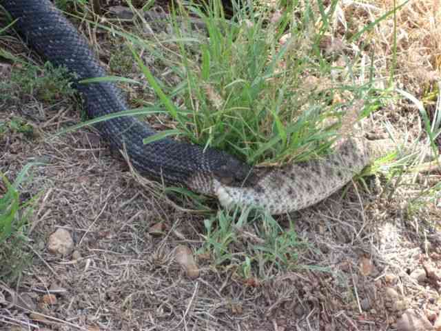 [3-snakes-fight.jpg]