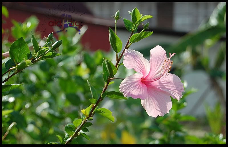 Nama Saintifik Bunga Hibiscus - Misalnya untuk bunga anyelir warna