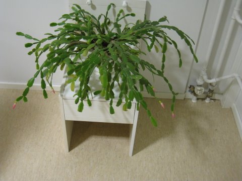 [IMG_1295-747416.JPG]