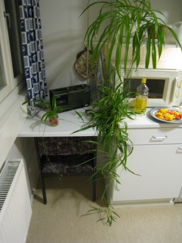 [IMG_1296-747767.JPG]