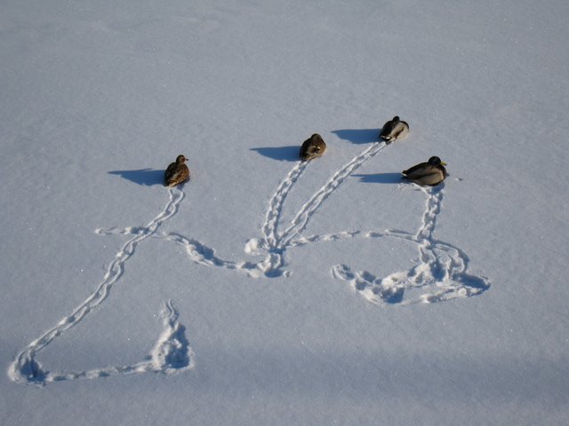 [IMG_1362-795276.JPG]