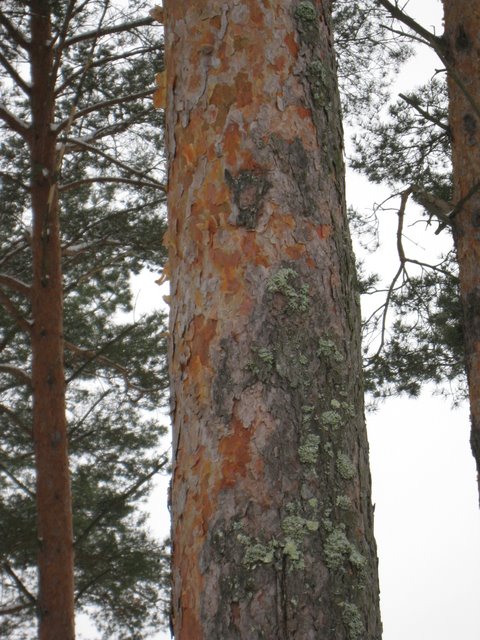 [IMG_1504-767901.JPG]