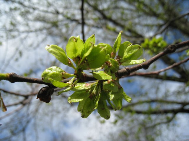 [IMG_2388-715630.JPG]