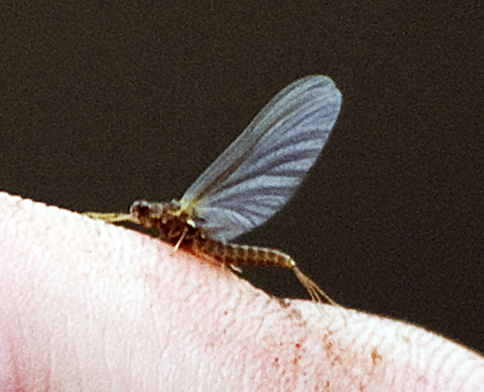 Dry Fly 'Expert': Anonymous (well it was Stephen really) said: