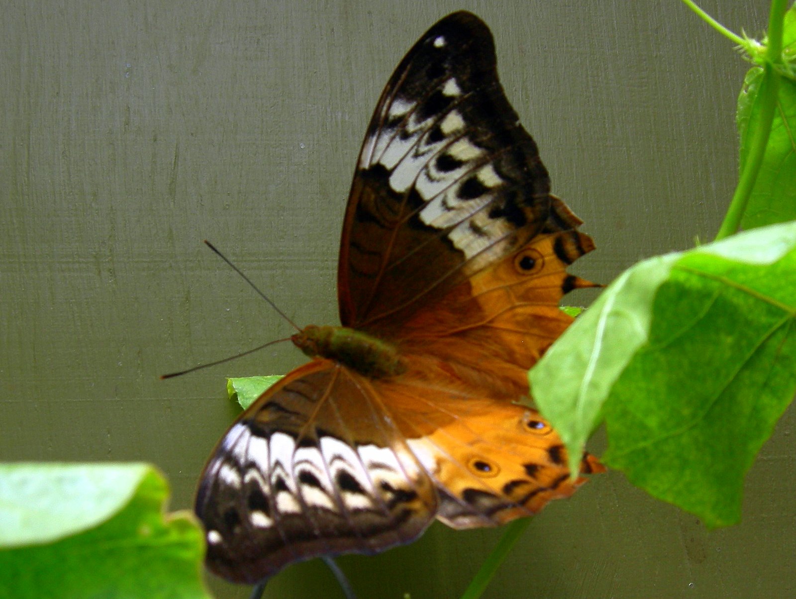 Tropical Far North Queensland 10. Kuranda Butterfly House
