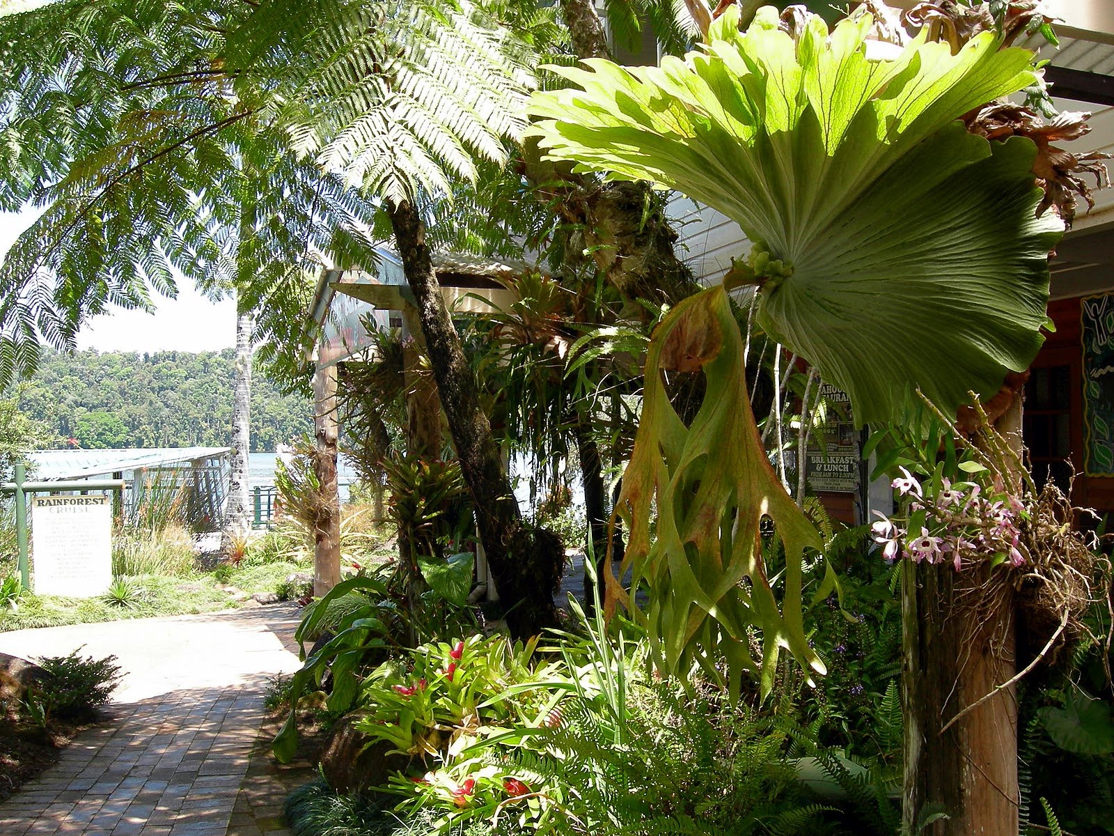 Tropical Far North Queensland: 20. Atherton Tablelands - Tea House Gardens