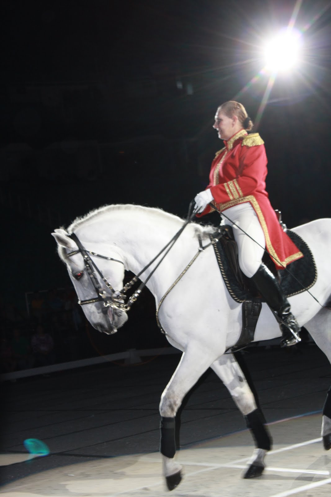 Catawhat? Lipizzaner Stallions! (aka Big White Horses that dance)