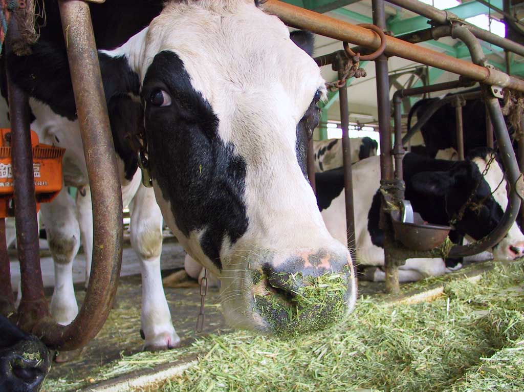 [vacas.jpg]