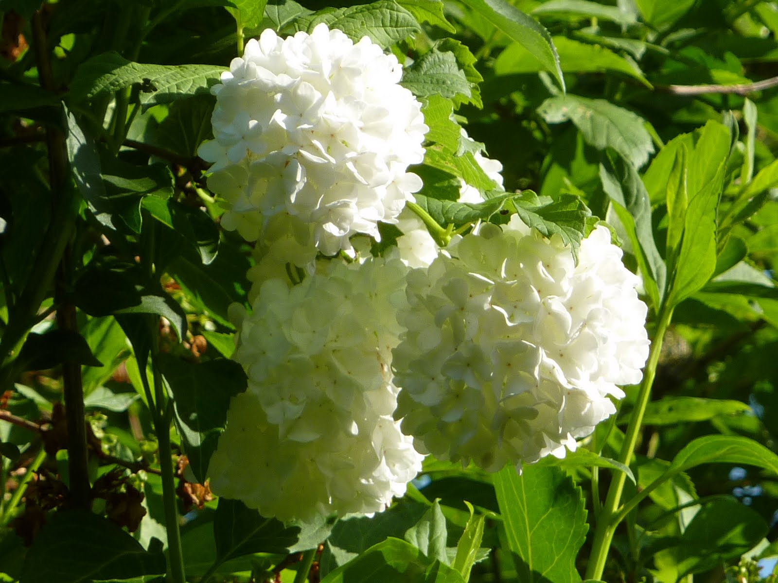 DE TOUT ET DE RIEN . La fleur du jour du jardin..