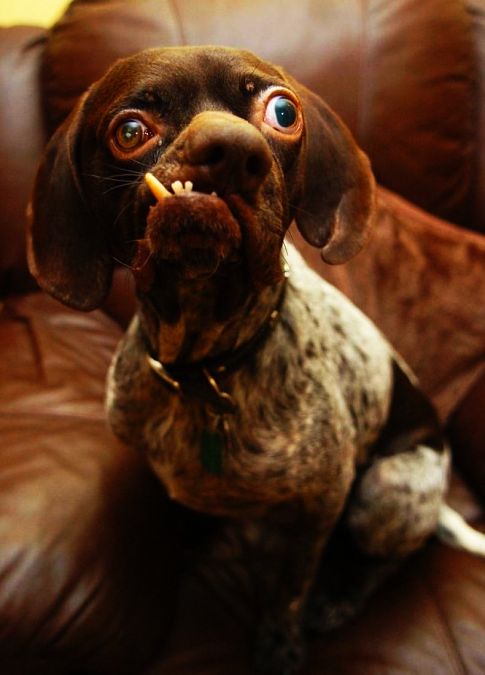Chiens Les Plus Moches Du Monde photo chien le plus moche