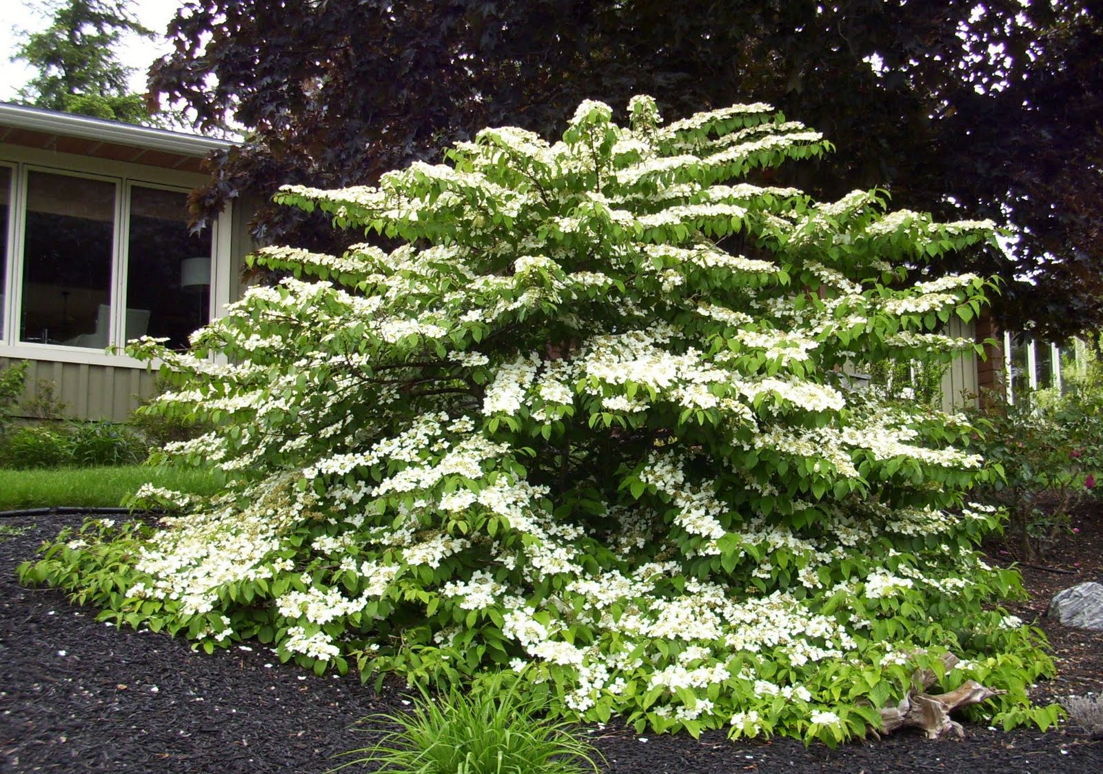KHS: Plant Library: Viburnum plicatum 'Mariesii' - Japanese Snowball Bush