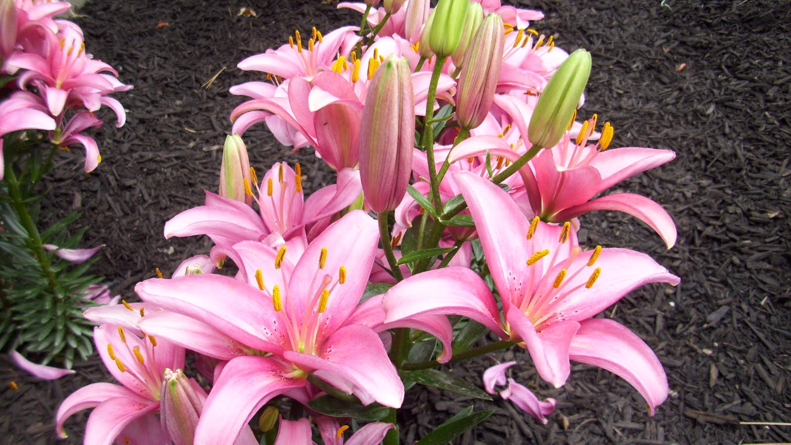 KHS Plant Library Lilium Lily Family