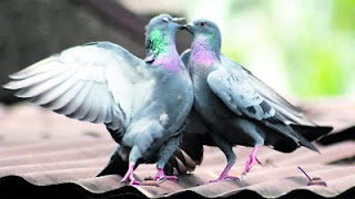romantic pair of pigeons card