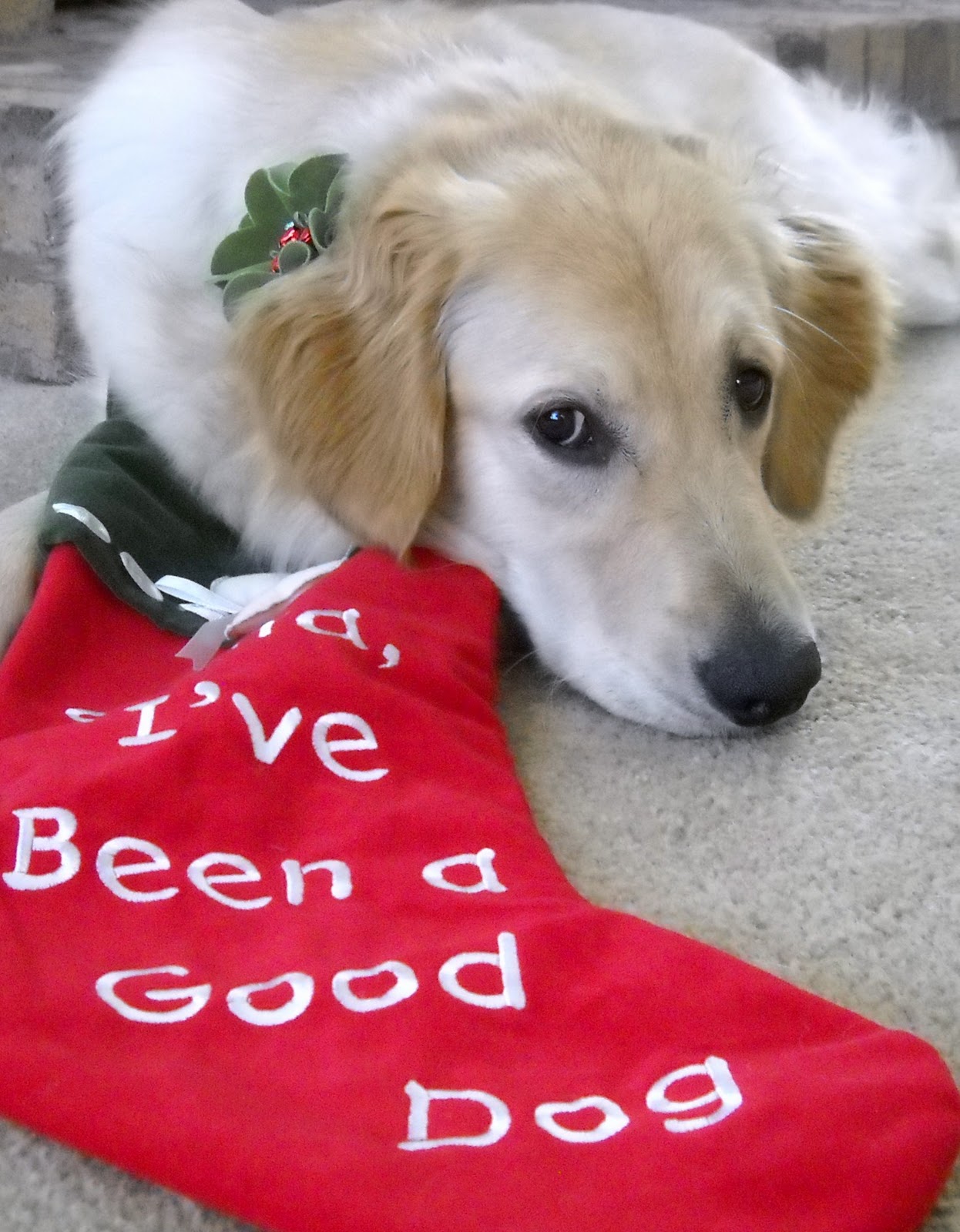 Scarlett's Stories: Merry Christmas Dog Friends!!!
