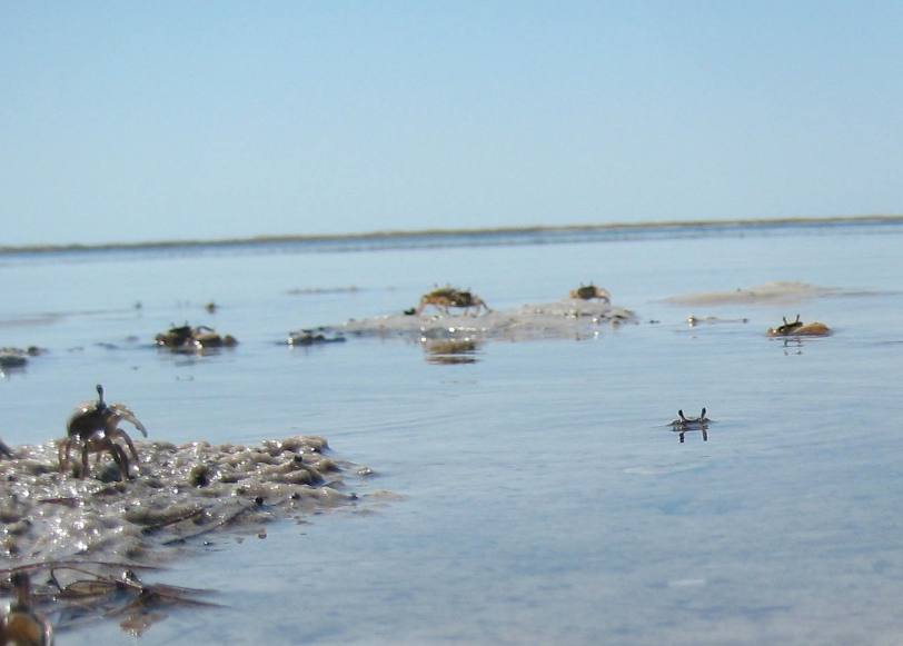[wcrabs+017.jpg]