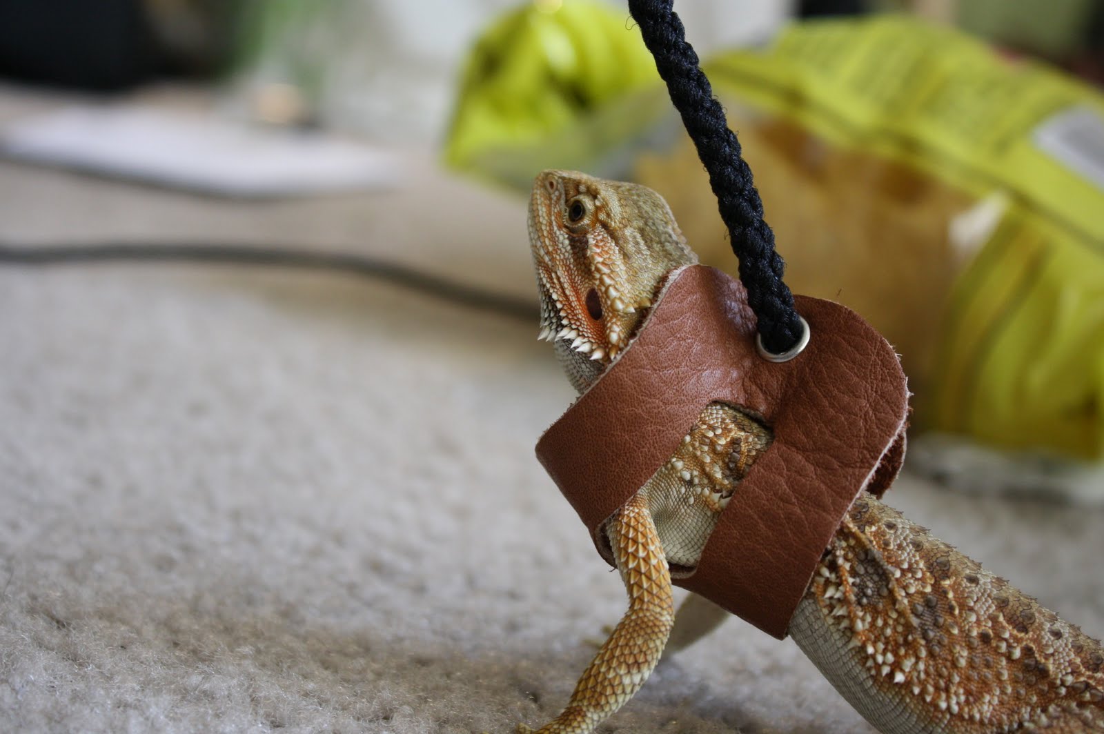 my lil' blog This is the story of a lizard and his leash