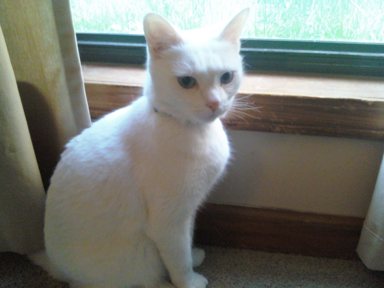 Deaf Animals Kennesaw, GA Cat Needs Access to Outdoor