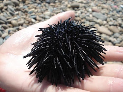 Peru Food Photo Peruvian Sea Urchin