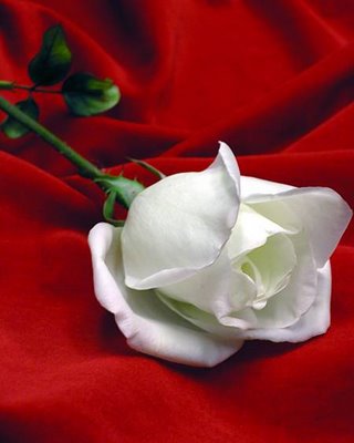 Rosa Blanca