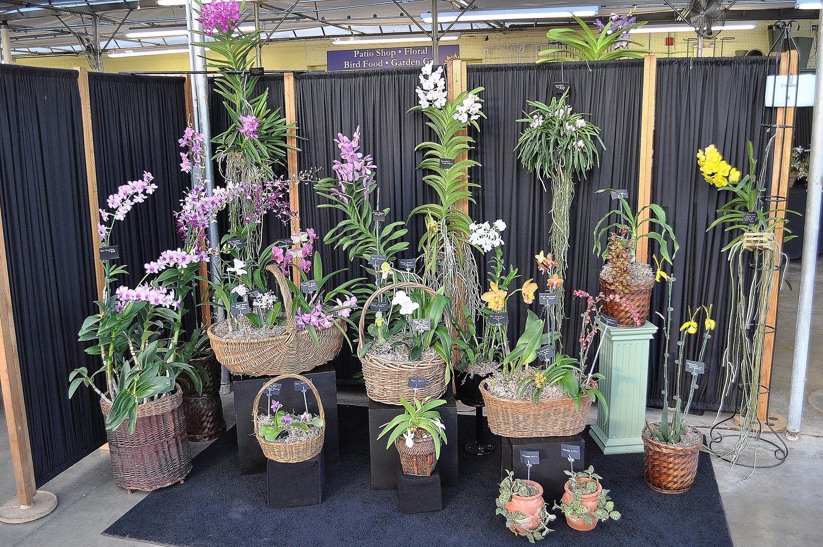 Primarily Cymbidiums Susquehana Orchid Show, Lancaster, PA