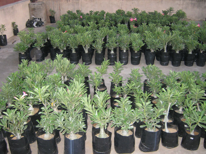 Wholesale Bonsai Plants Birthday Gift Party Wear Gift Art Plant Gift Bonsai Adenium Plant