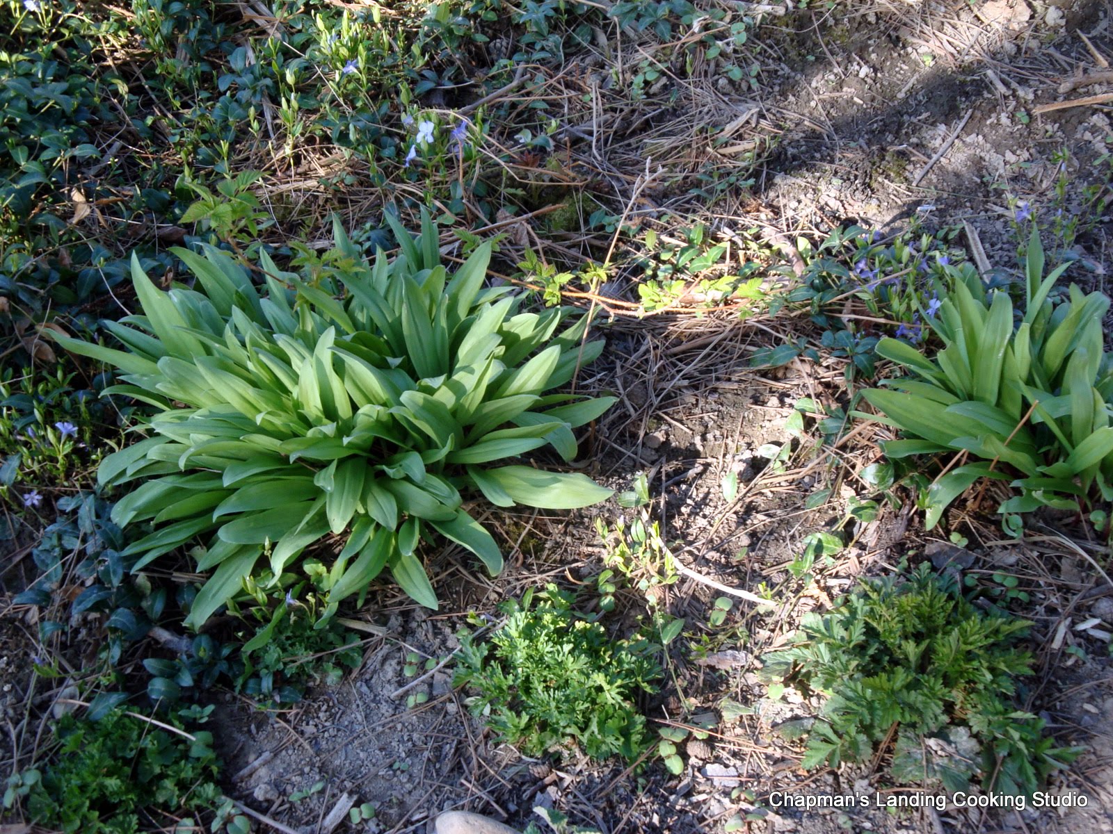 Nancy Guppy, Registered Dietitian (RD) Wild Leeks a year of food by