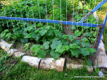 waiting for the cucumbers!