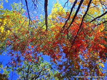 Sensational Fall Colours