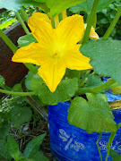 Squash in Bloom, May, 2010