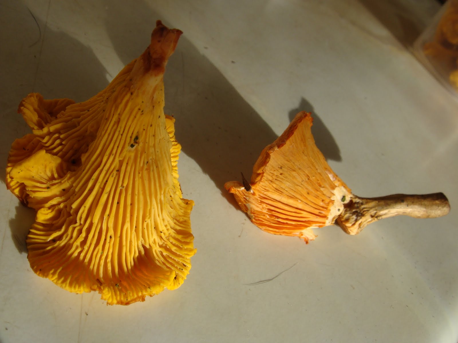 The Sunday Roaster Wild Mushroom Foraging How to tell Real