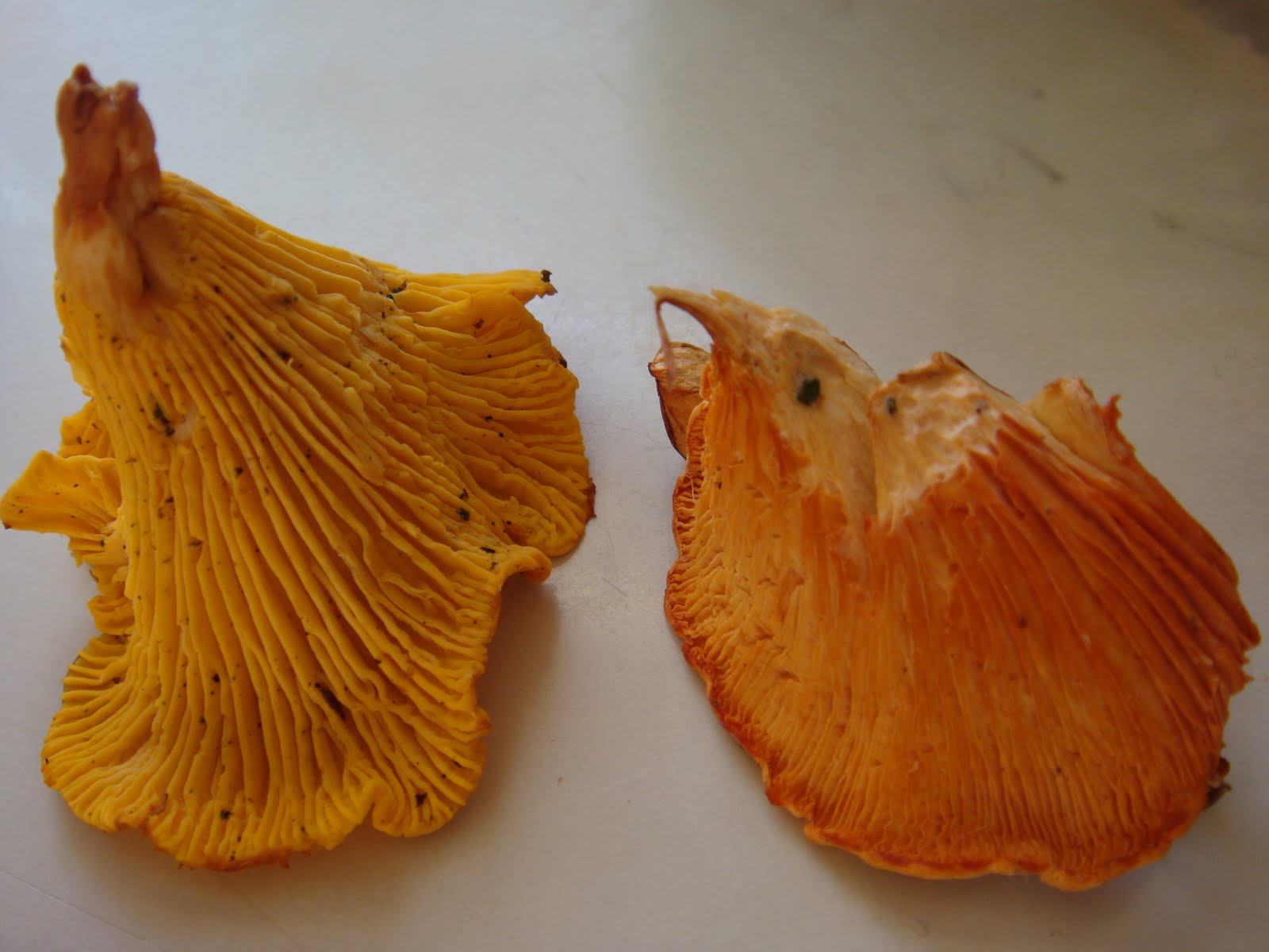 The Sunday Roaster Wild Mushroom Foraging How to tell Real