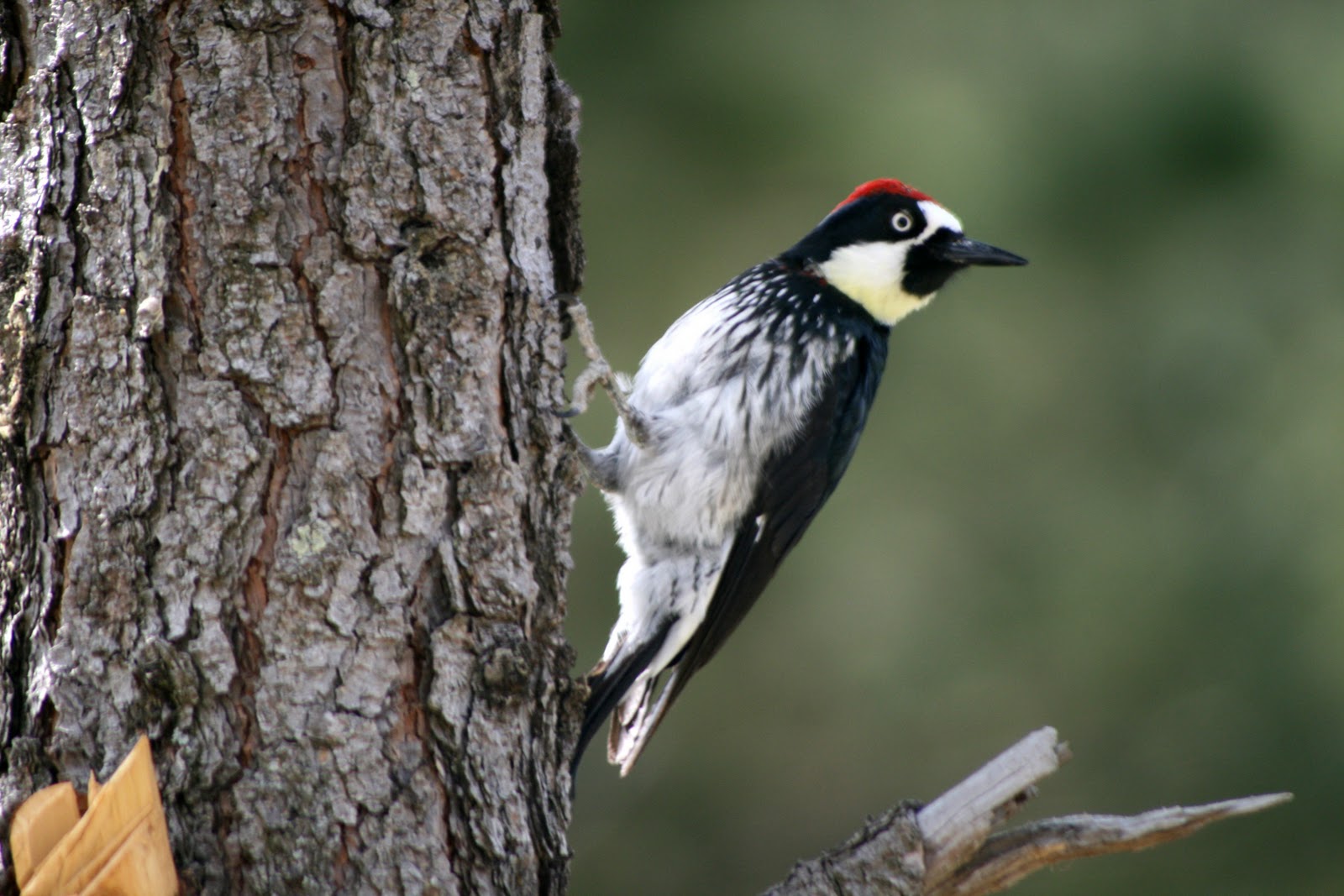 AVEnturate Coahuila ¿Ecoturismo en Coahuila?