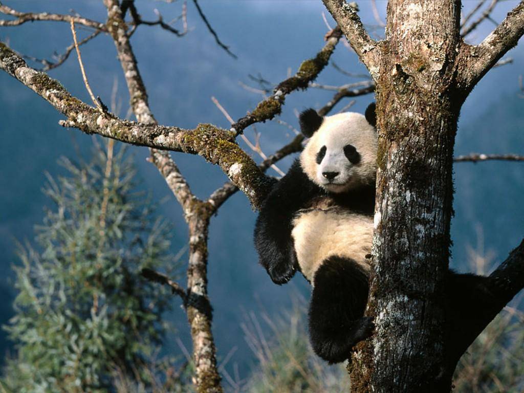 panda látása