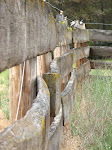 Old Fence